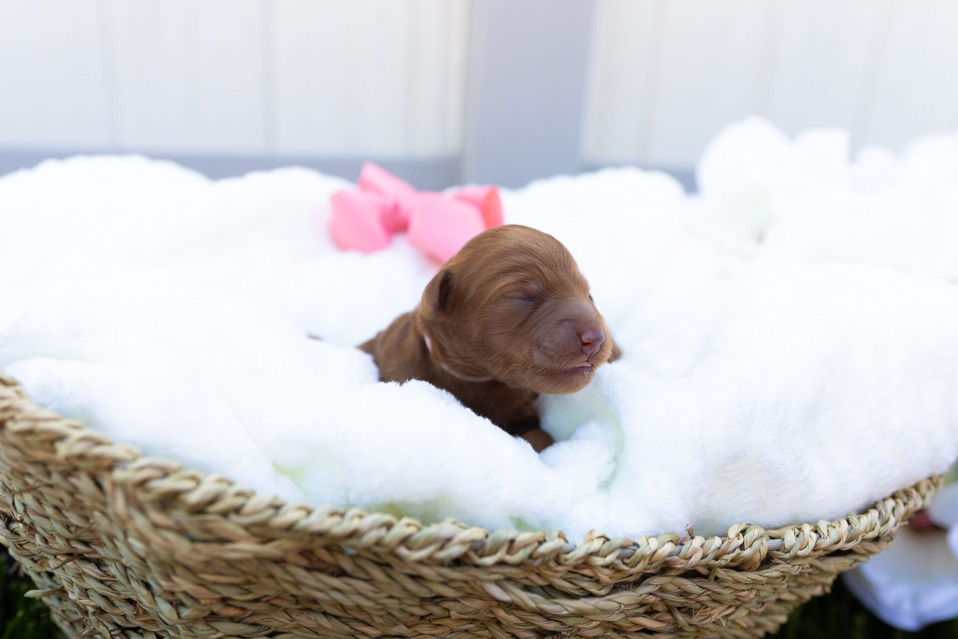 Summer - Teacup Goldendoodle Girl - Image 5