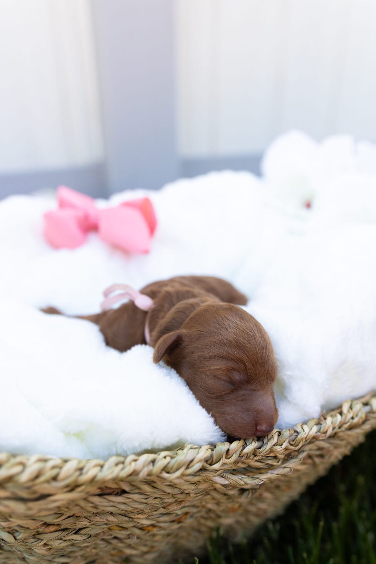 Summer - Teacup Goldendoodle Girl - Image 4