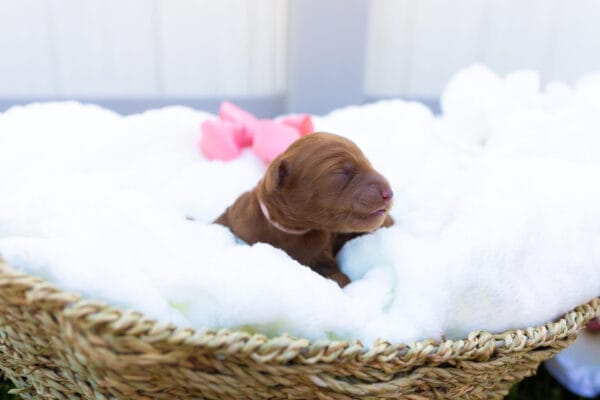 Summer - Teacup Goldendoodle Girl - Image 3