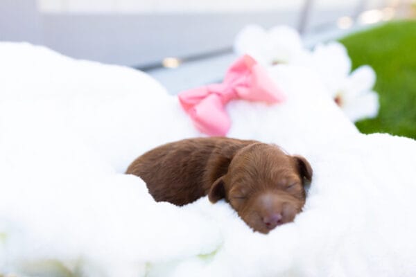 Summer - Teacup Goldendoodle Girl - Image 2