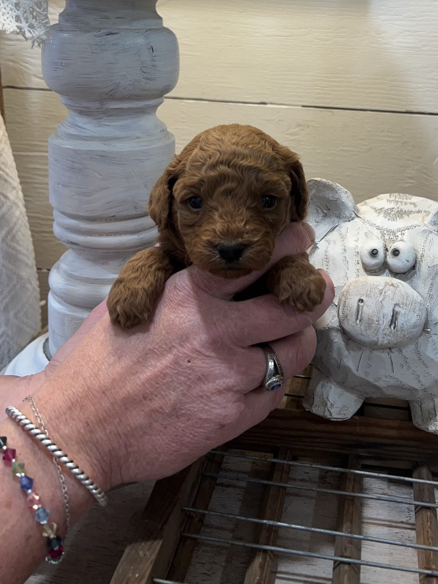 Eloise - Micro Goldendoodle Girl - Image 2