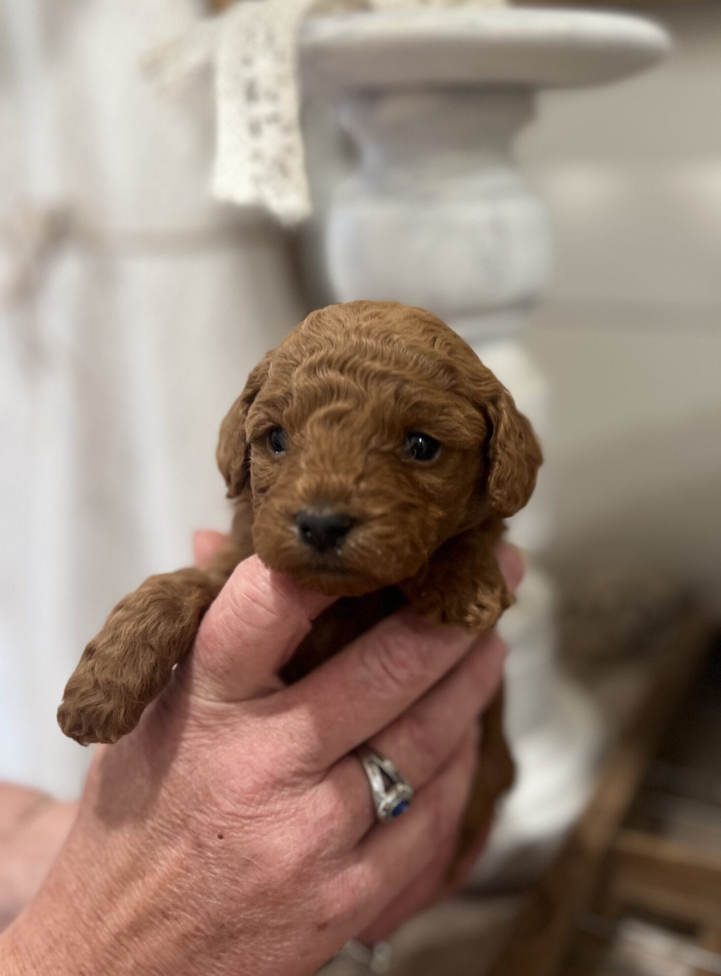 Eloise - Micro Goldendoodle Girl - Image 6