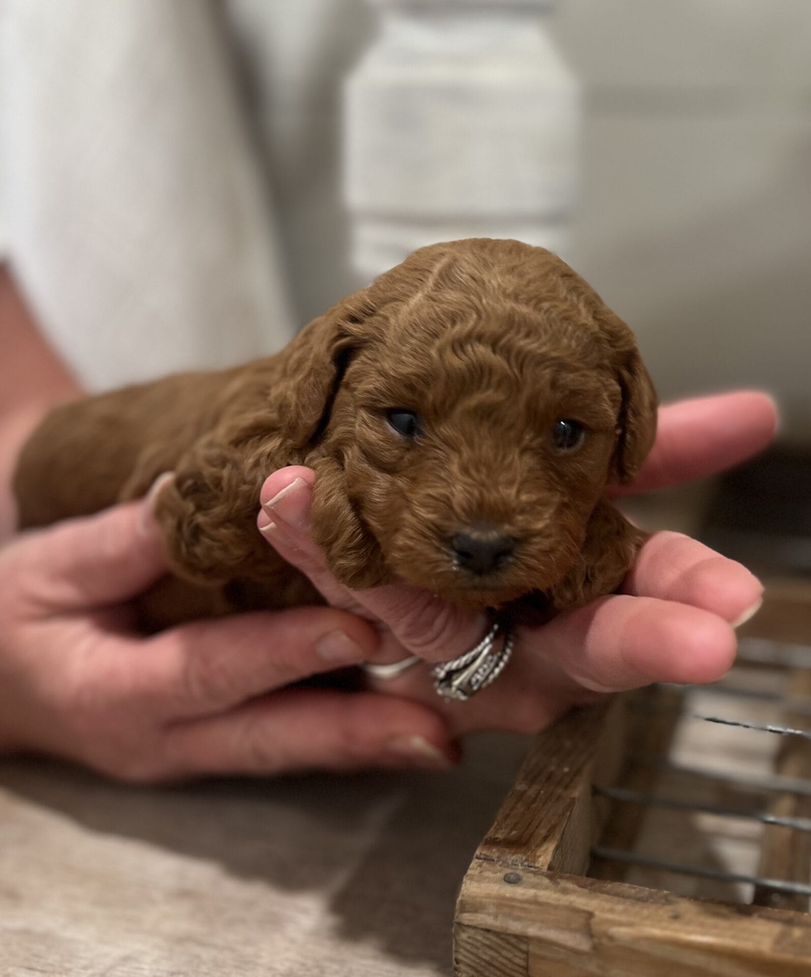 Eloise - Micro Goldendoodle Girl - Image 5