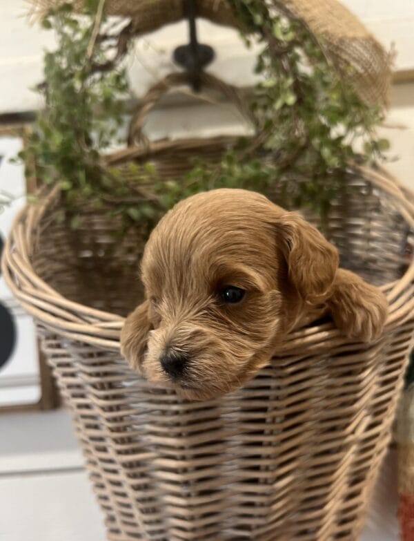 Penelope - Micro Goldendoodle Girl - Image 4