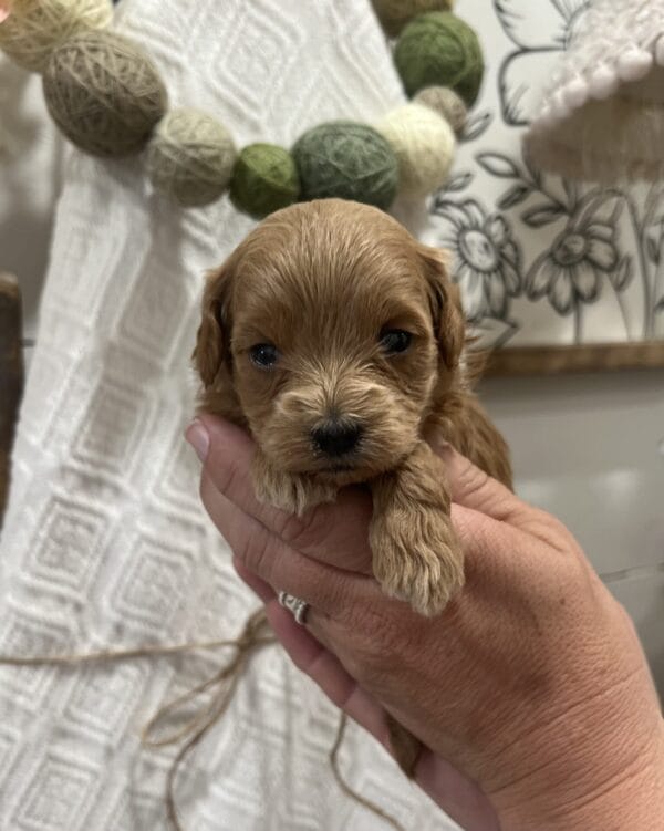 Penelope - Micro Goldendoodle Girl - Image 3