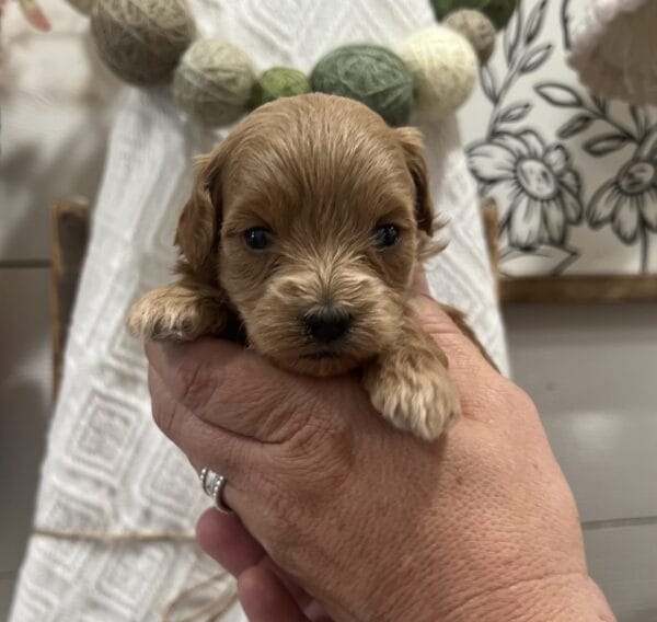 Penelope - Micro Goldendoodle Girl - Image 5