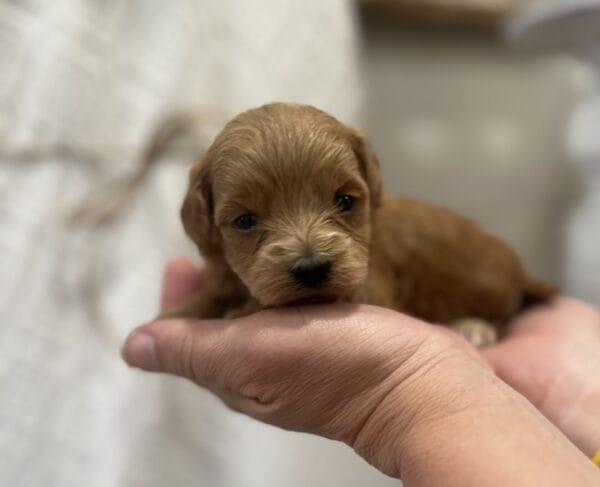 Penelope - Micro Goldendoodle Girl - Image 2