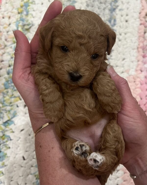 Daphne - Micro Goldendoodle Girl - Image 3