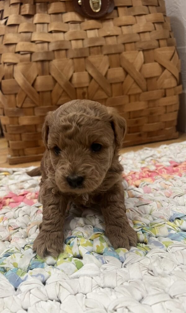 Daphne - Micro Goldendoodle Girl - Image 4