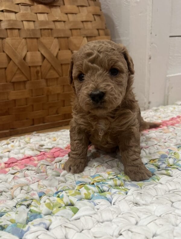 Daphne - Micro Goldendoodle Girl - Image 6