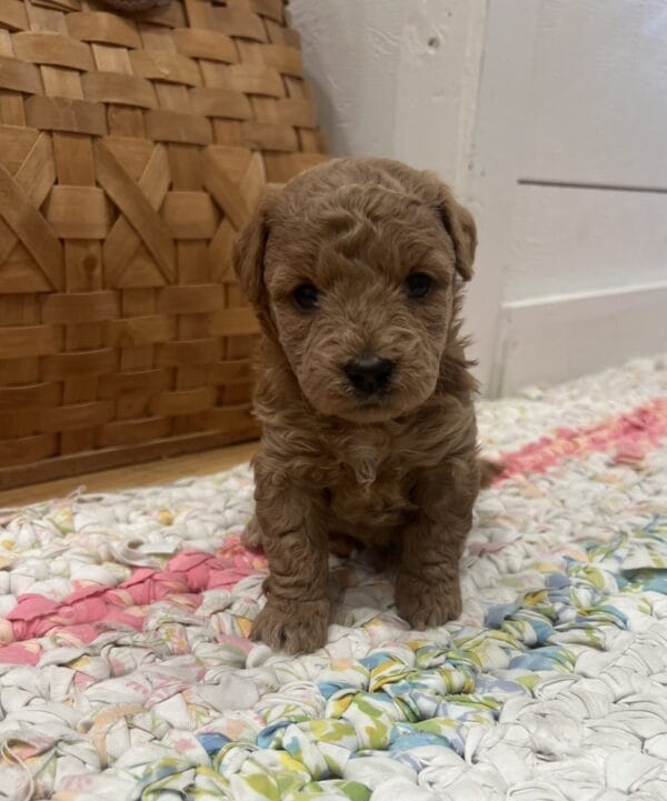 Daphne - Micro Goldendoodle Girl - Image 2