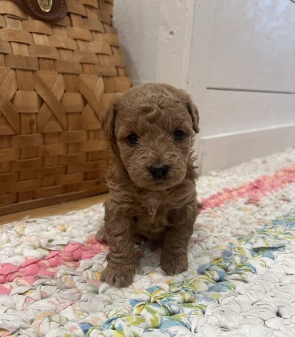 Daphne - Micro Goldendoodle Girl - Image 5