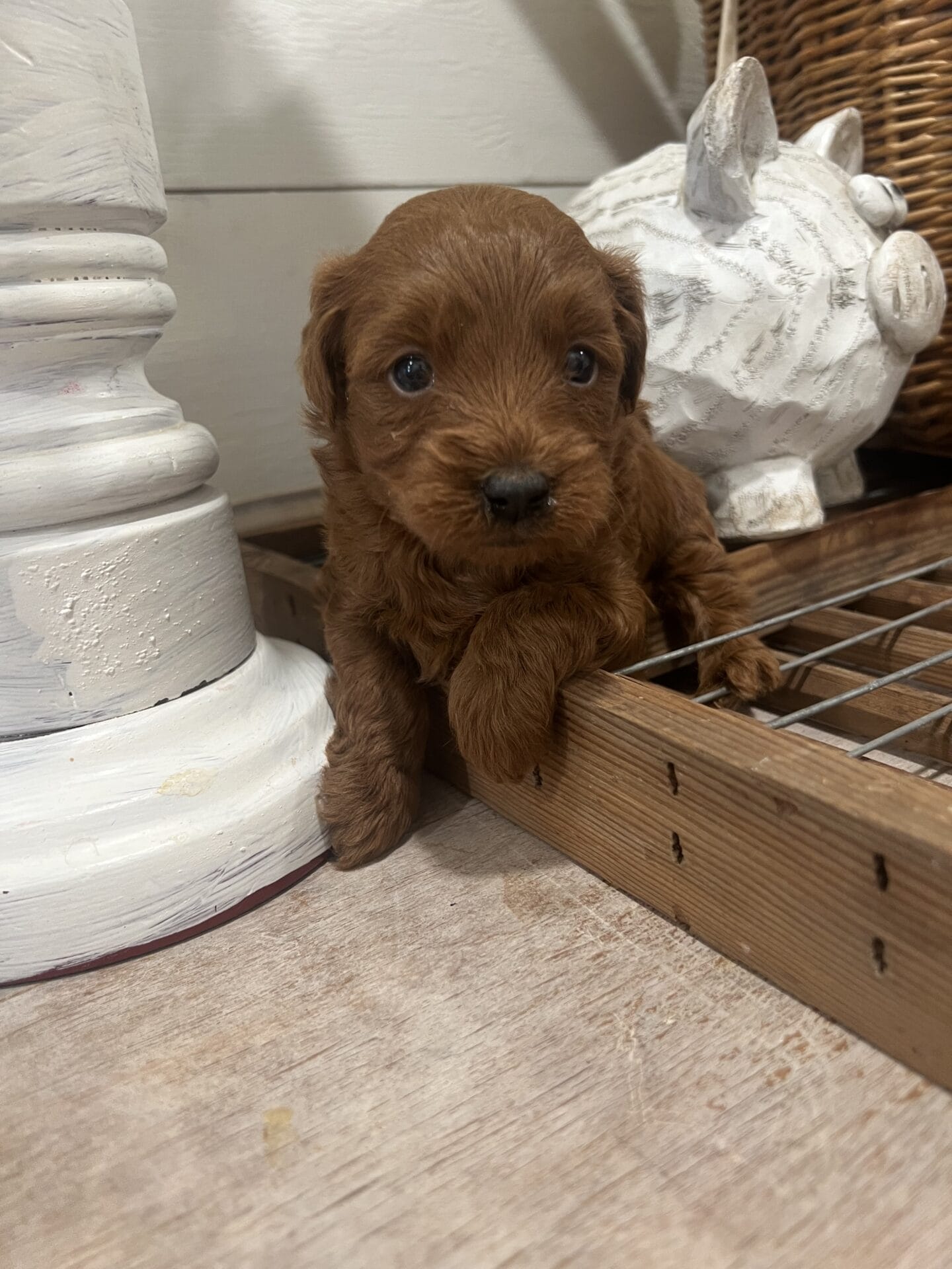 Colin - Teacup Goldendoodle Boy - Image 3