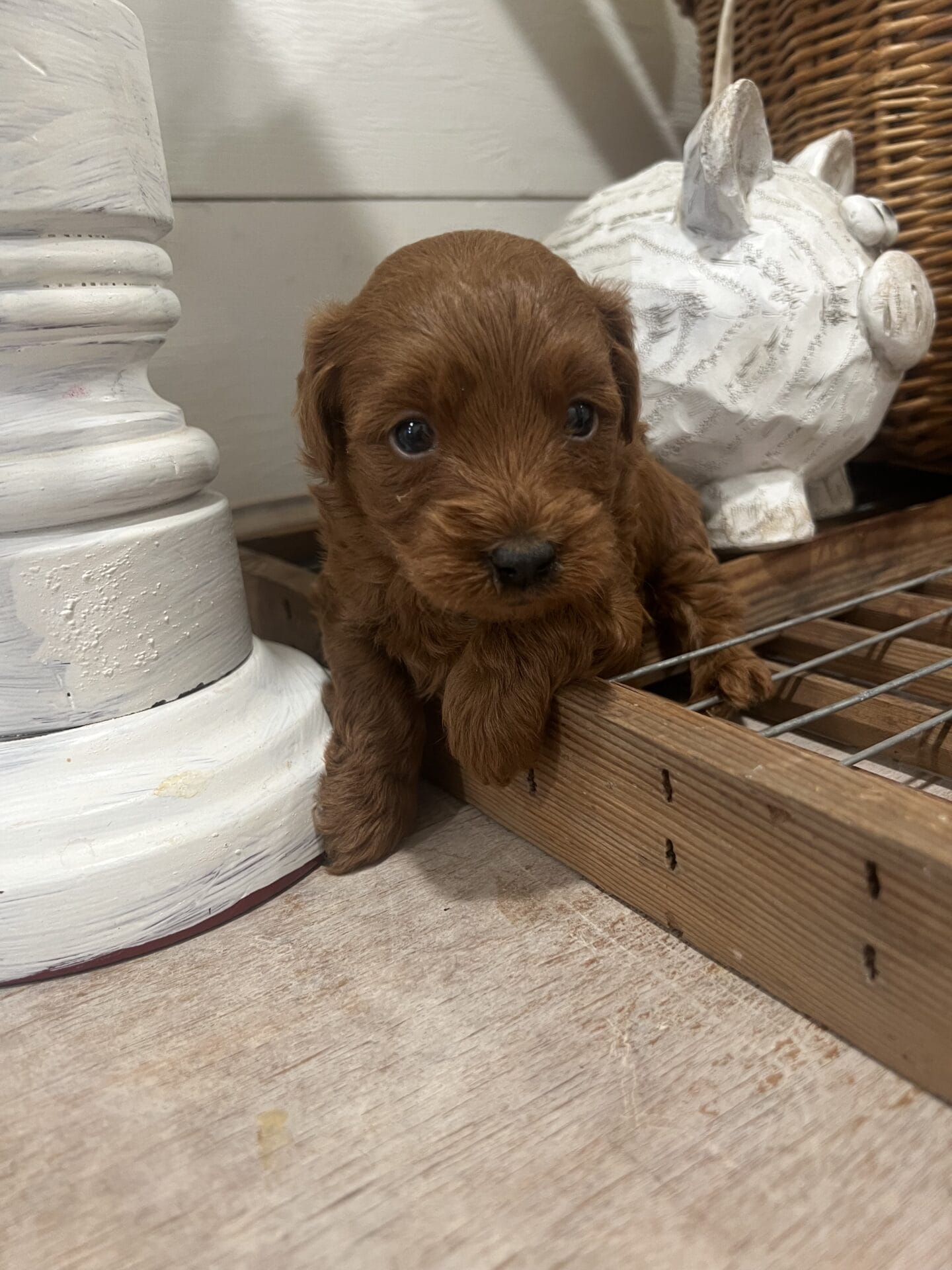 Colin - Teacup Goldendoodle Boy - Image 4