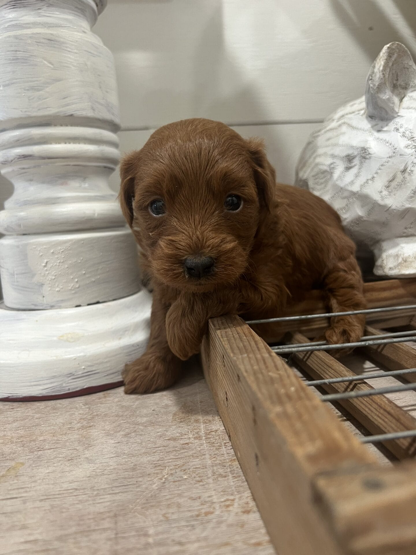 Colin - Teacup Goldendoodle Boy - Image 5