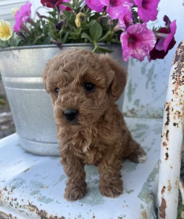 Daphne - Micro Goldendoodle Girl - Image 7