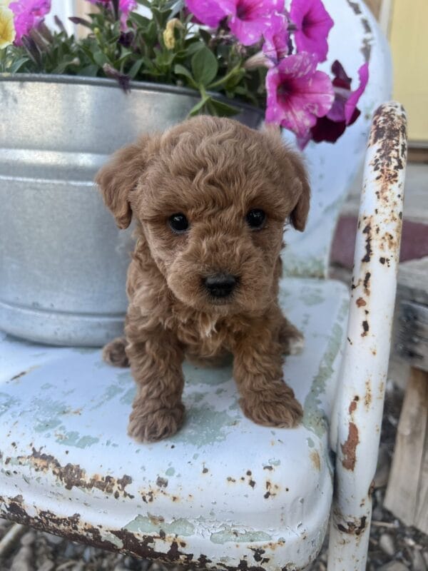 Daphne - Micro Goldendoodle Girl - Image 8