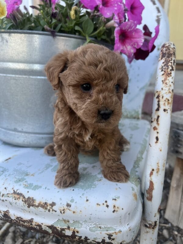 Daphne - Micro Goldendoodle Girl - Image 10