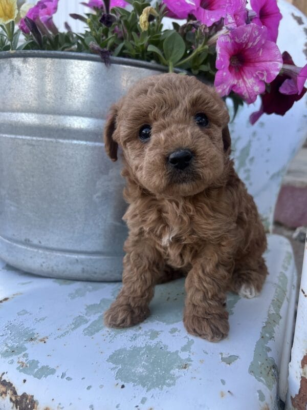 Daphne - Micro Goldendoodle Girl - Image 9