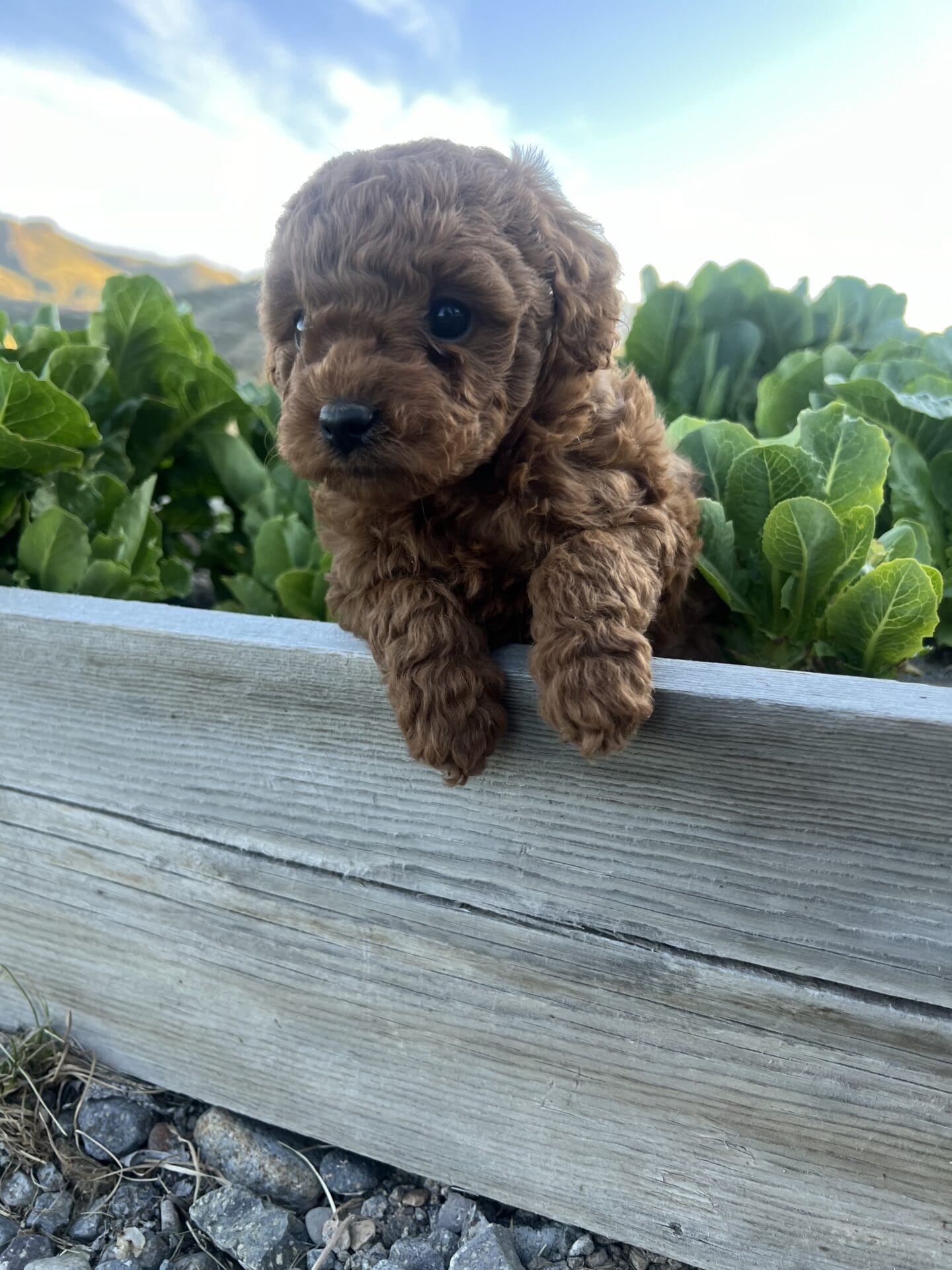 Eloise - Micro Goldendoodle Girl - Image 10