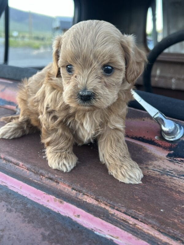 Penelope - Micro Goldendoodle Girl - Image 9