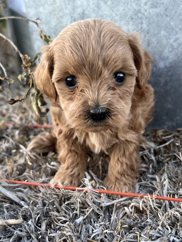 Penelope - Micro Goldendoodle Girl - Image 12