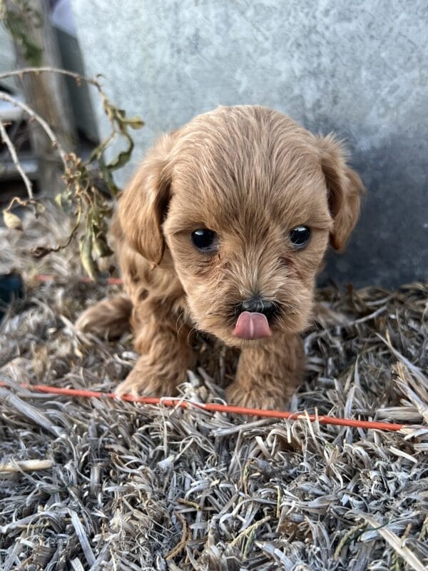 Penelope - Micro Goldendoodle Girl - Image 10