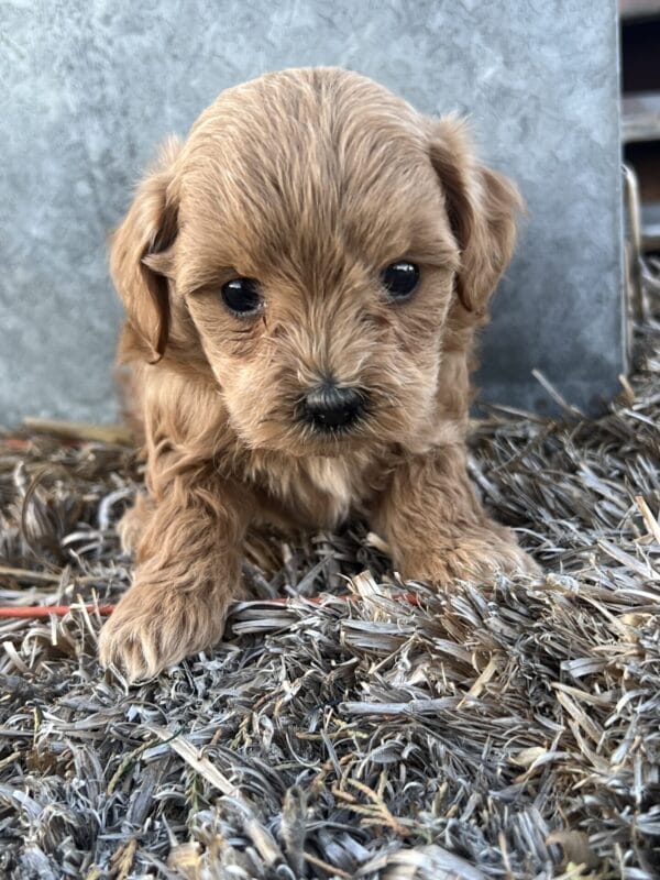 Penelope - Micro Goldendoodle Girl - Image 8