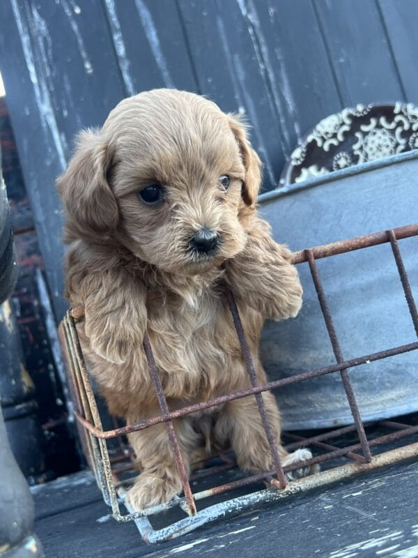 Penelope - Micro Goldendoodle Girl - Image 11