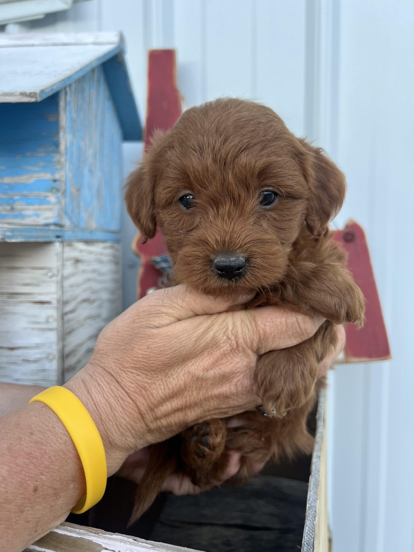 Colin - Teacup Goldendoodle Boy - Image 7