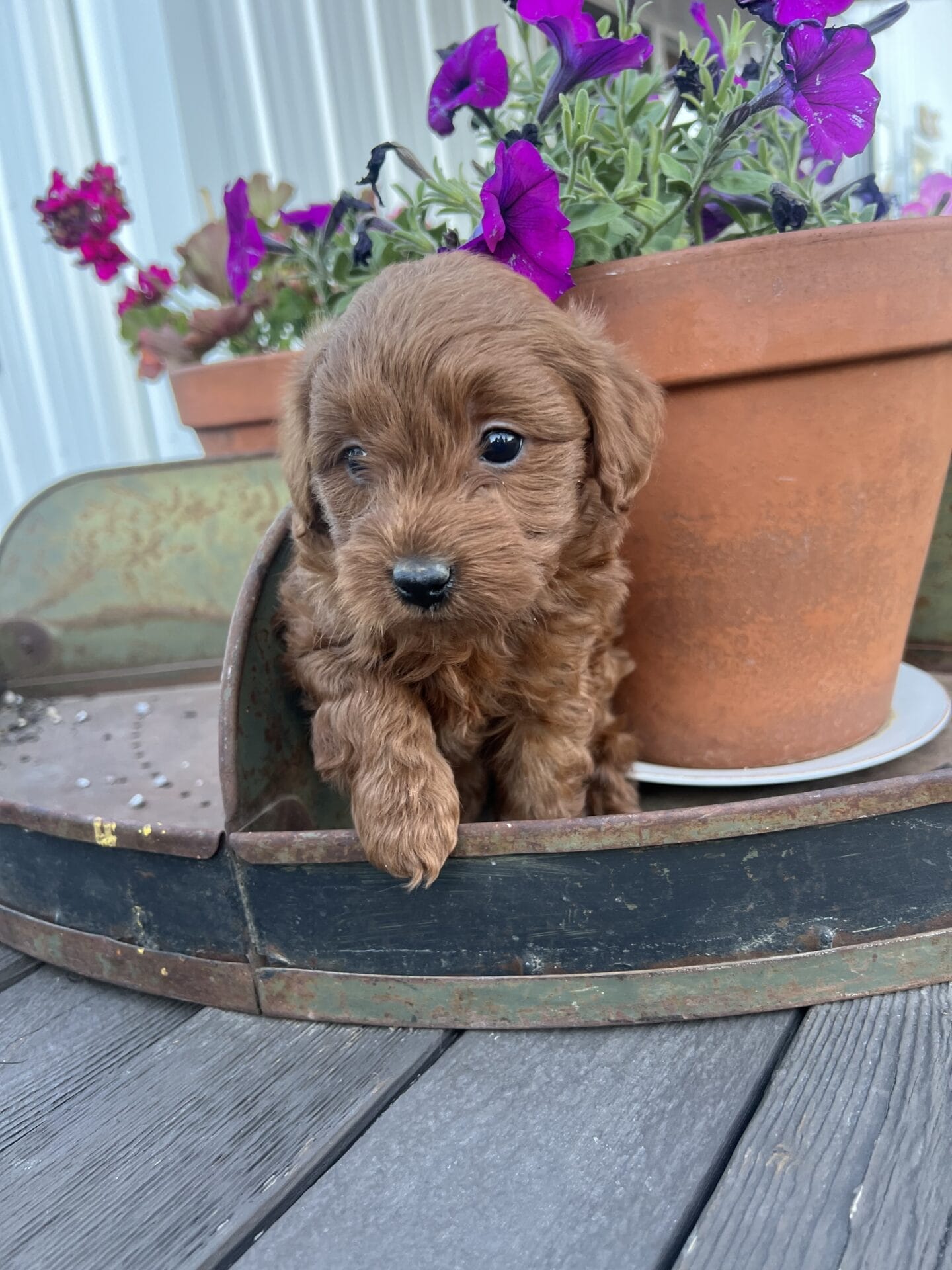 Colin - Teacup Goldendoodle Boy - Image 8
