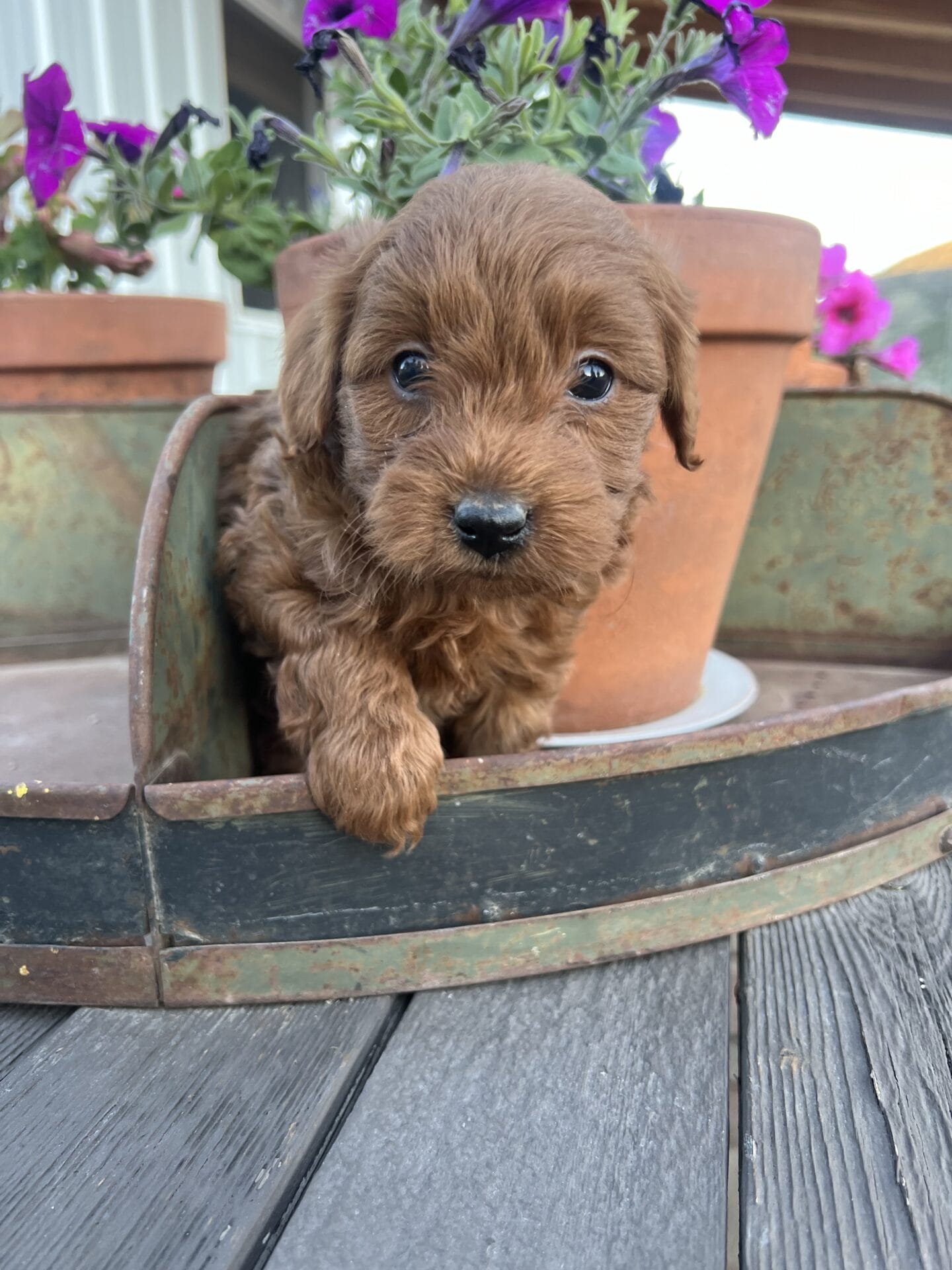 Colin - Teacup Goldendoodle Boy - Image 9