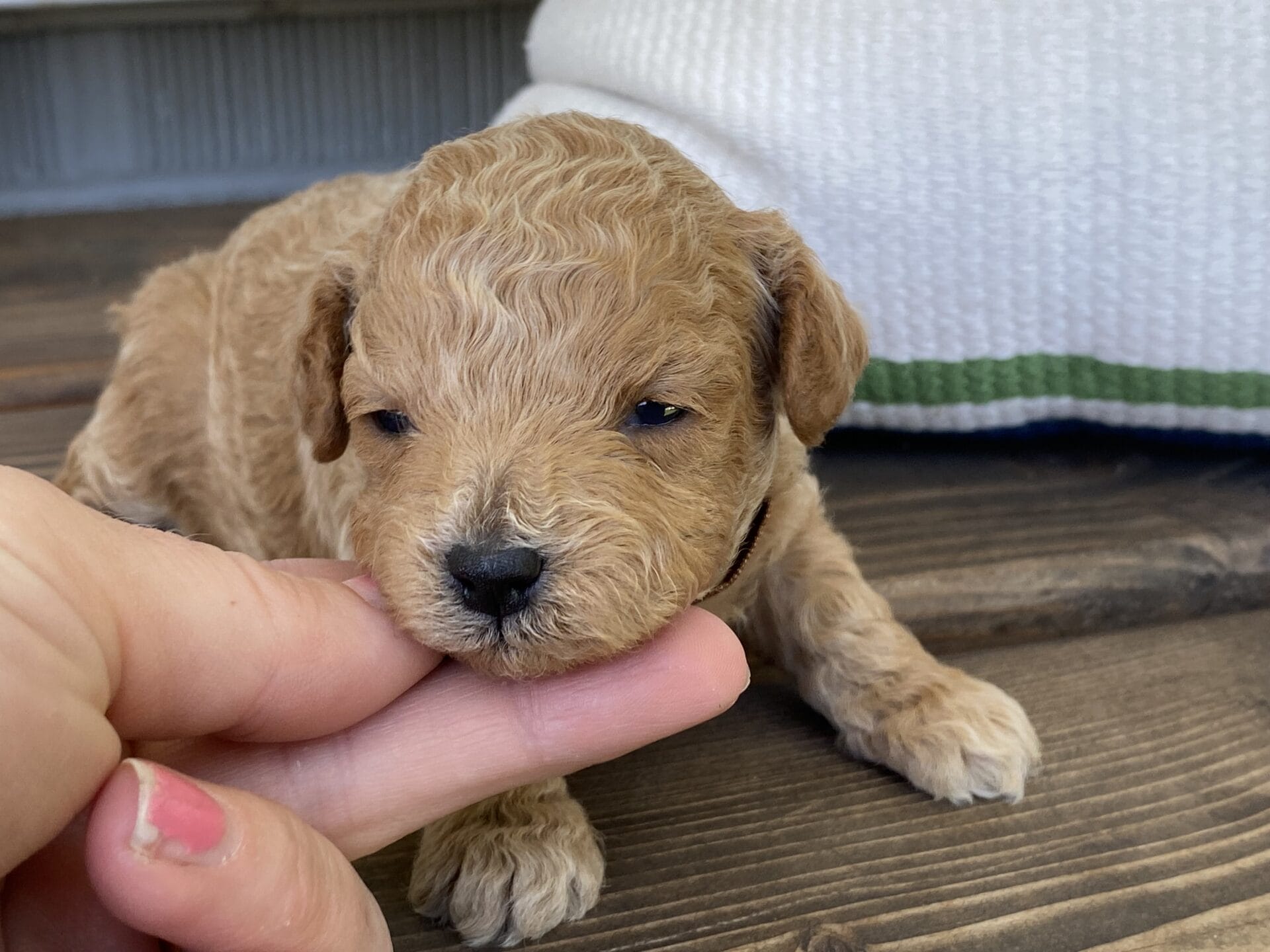Waffles - Micro Goldendoodle Boy - Image 12