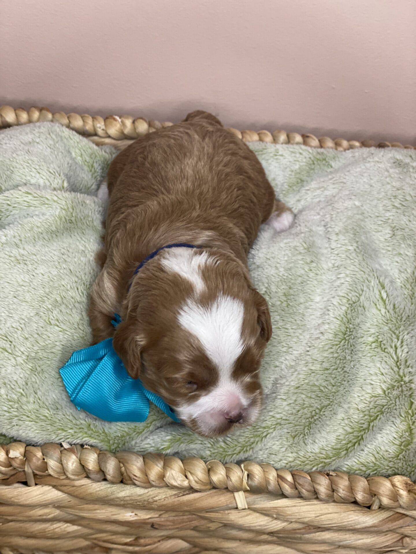 Tregar - Micro Cavapoo Boy - Image 4