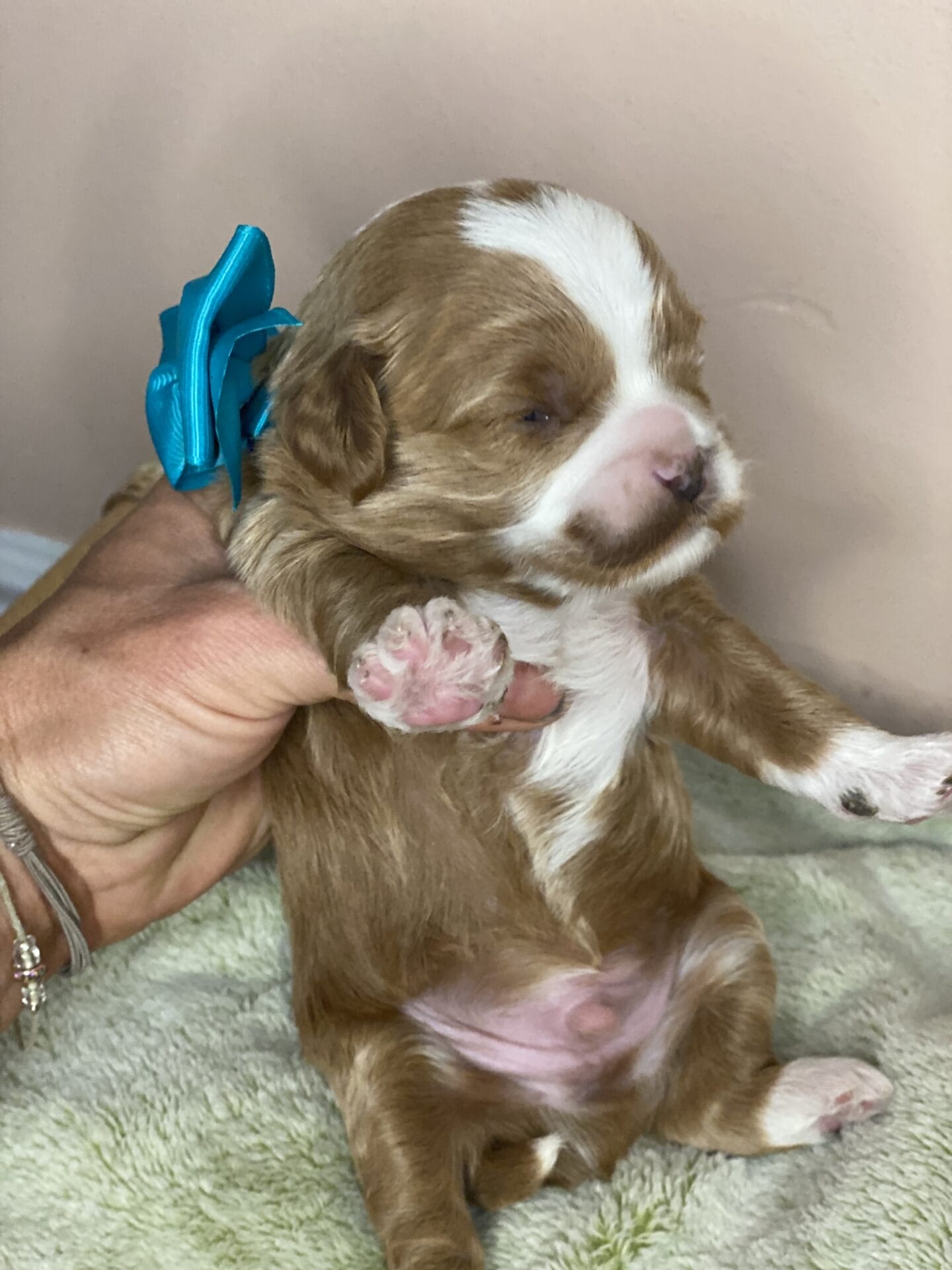 Tregar - Micro Cavapoo Boy - Image 3