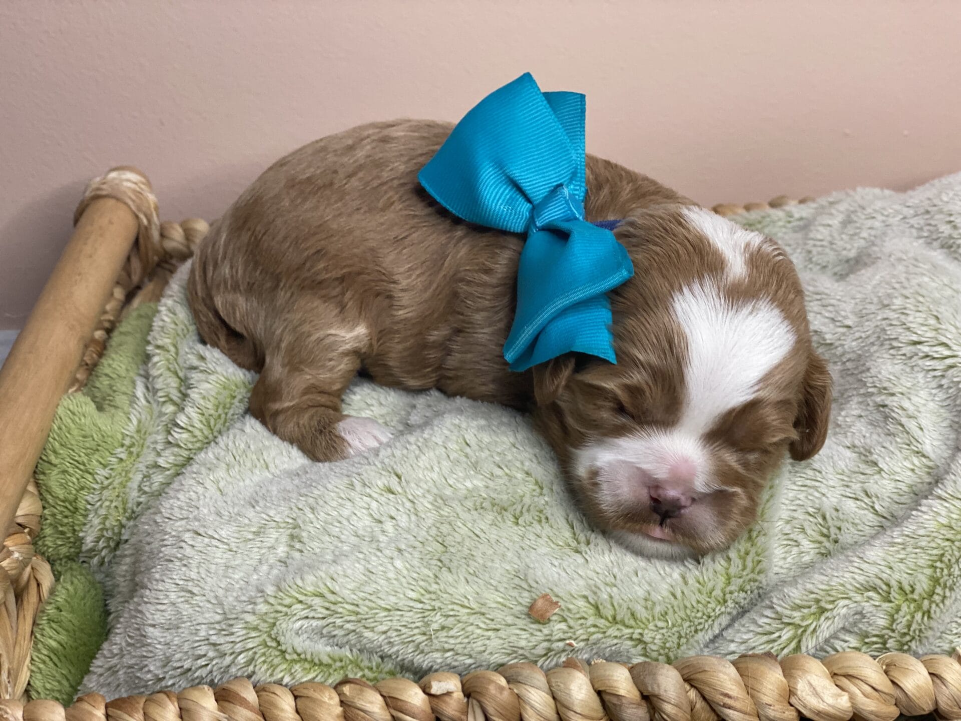 Tregar - Micro Cavapoo Boy - Image 2