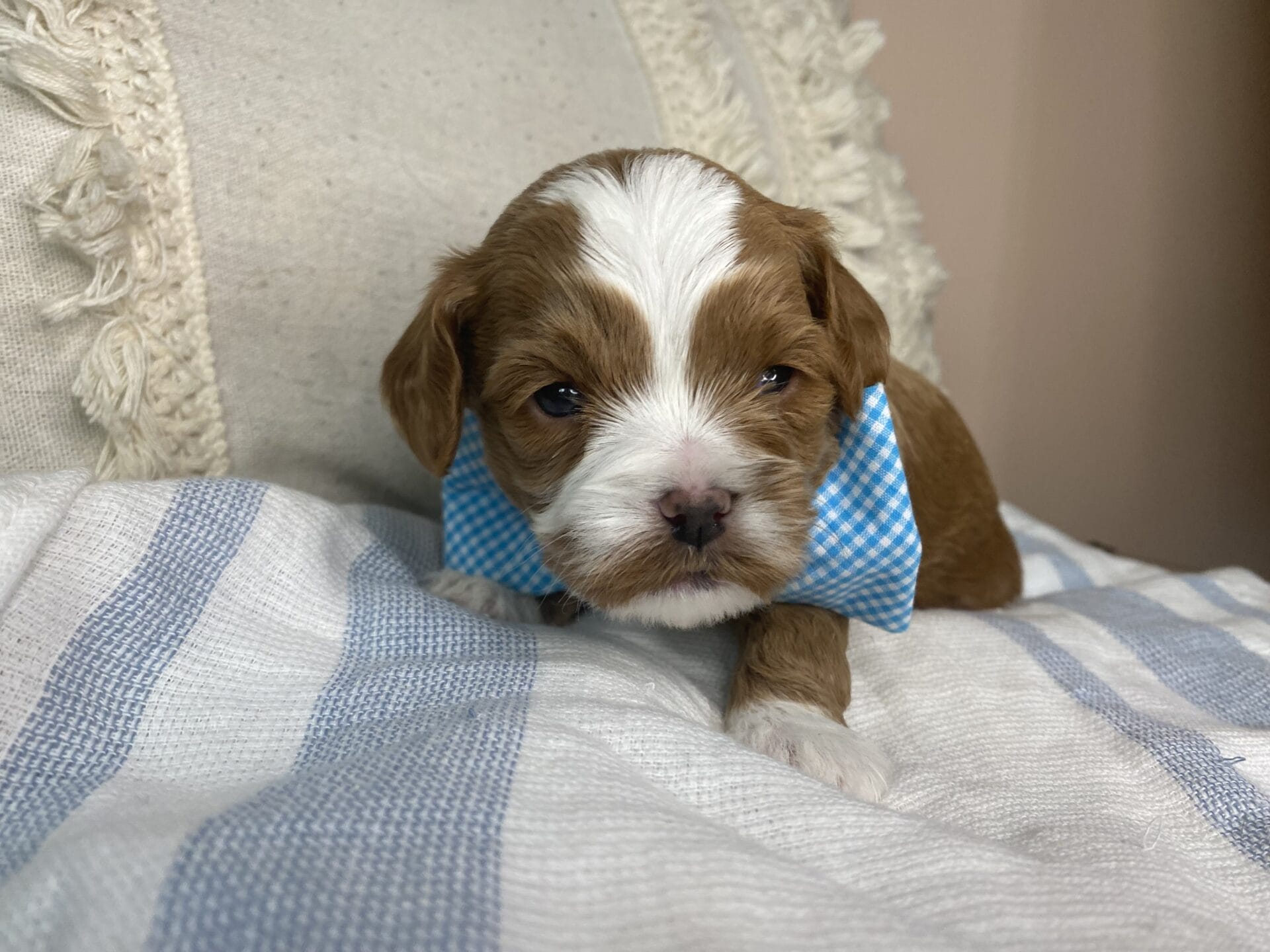 Tregar - Micro Cavapoo Boy - Image 10