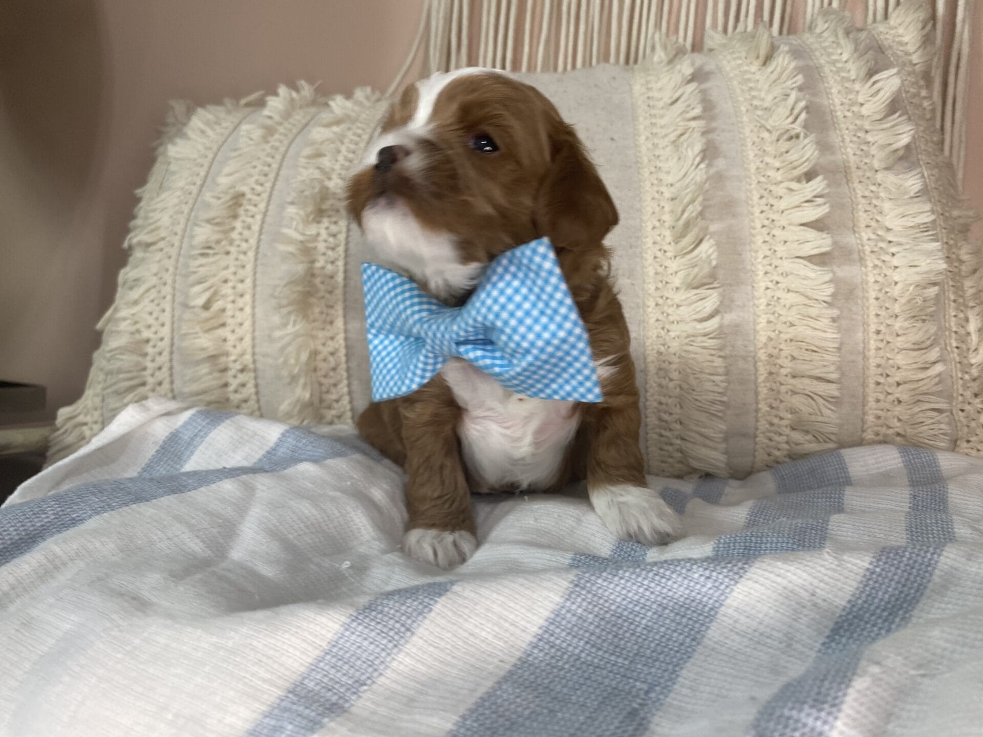 Tregar - Micro Cavapoo Boy - Image 11