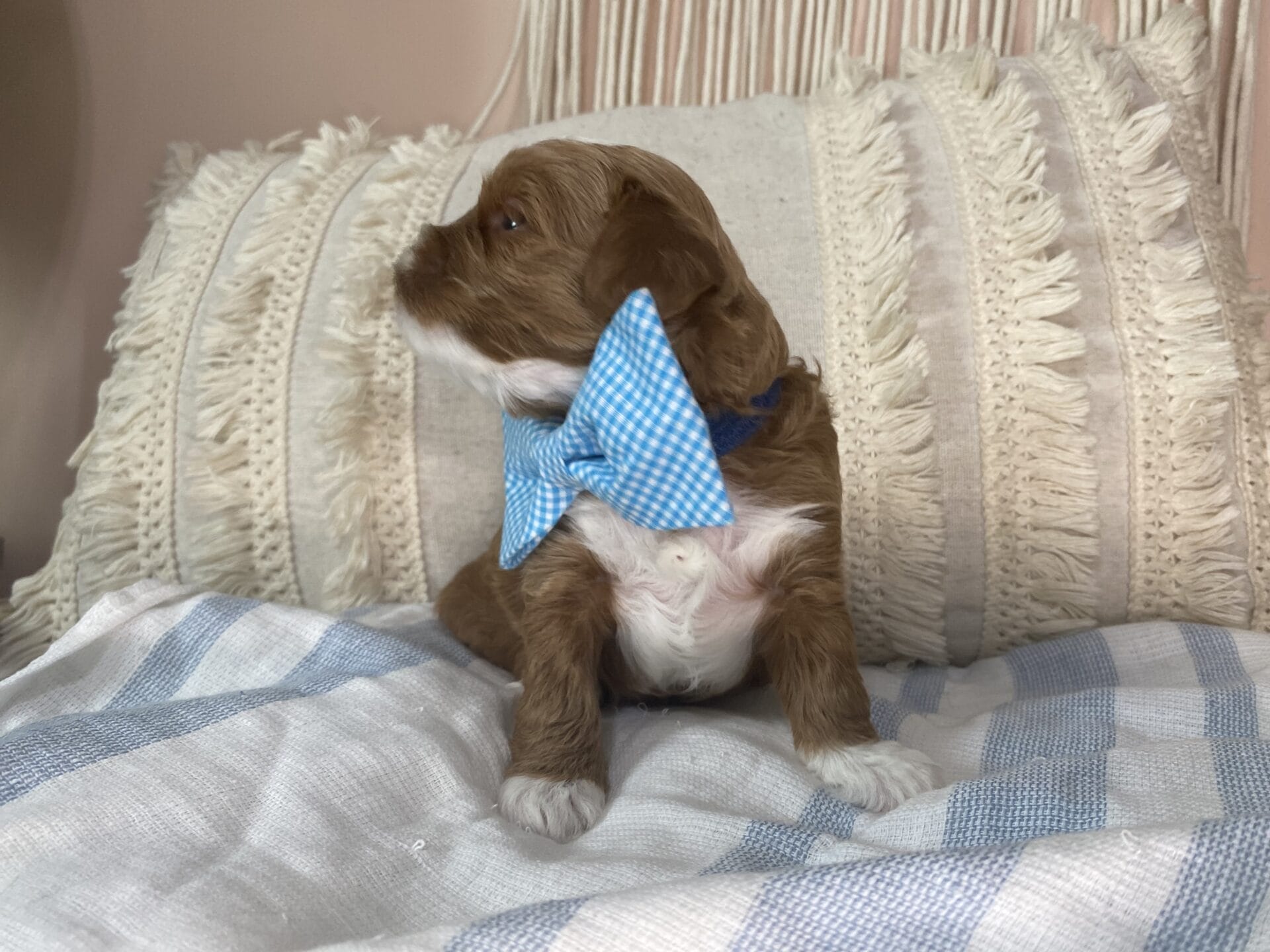 Tregar - Micro Cavapoo Boy - Image 7