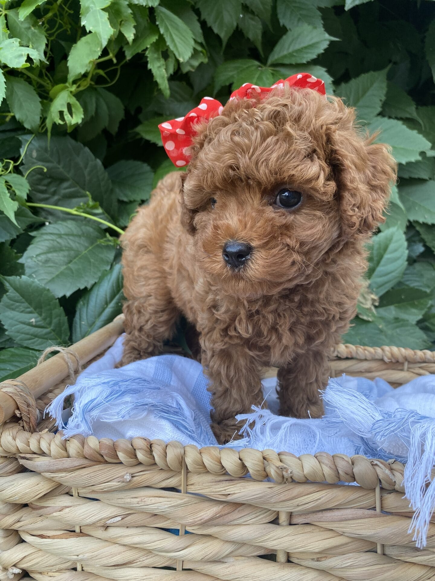 June - Micro Cavapoo Girl