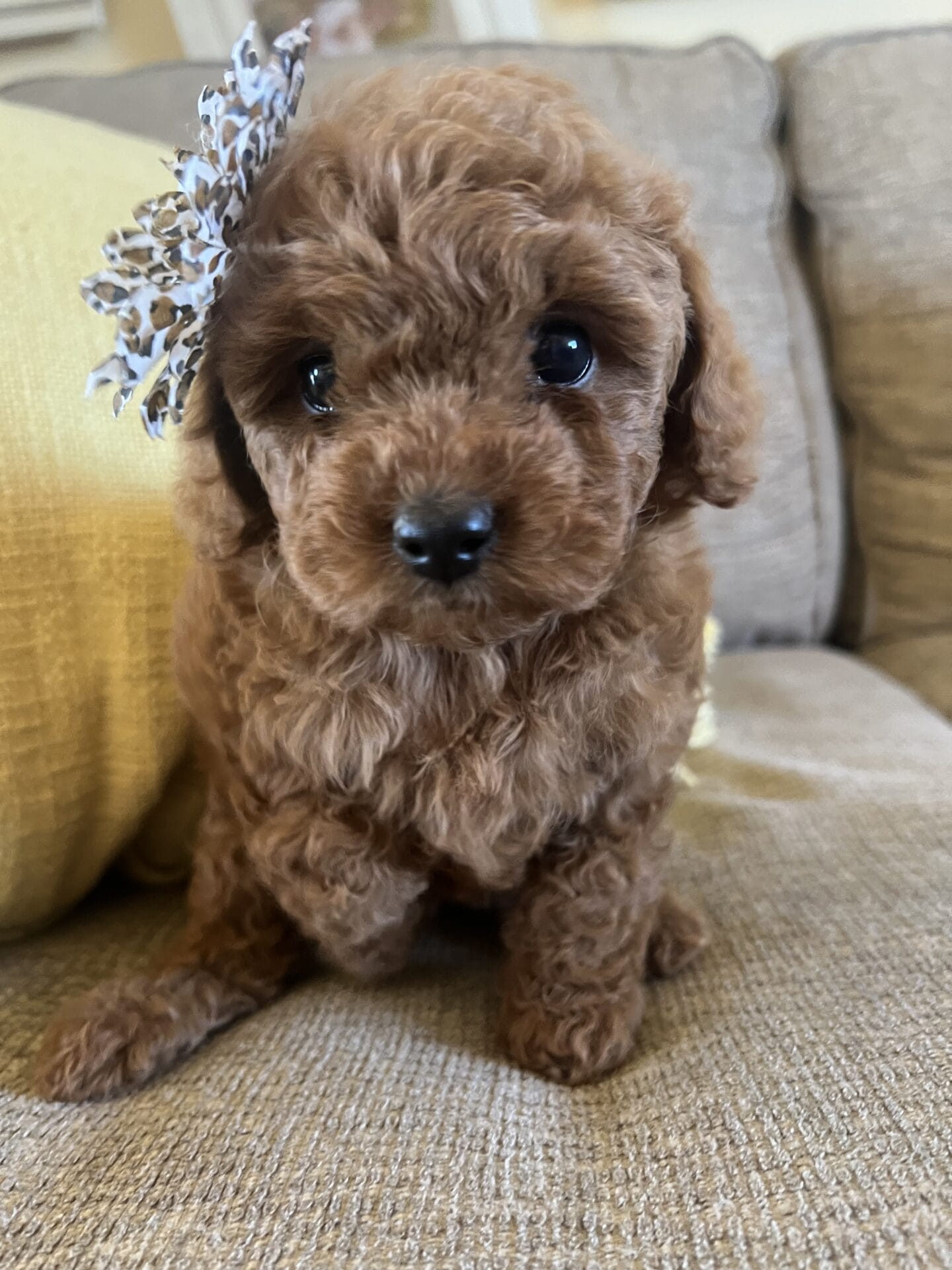 Eloise - Micro Goldendoodle Girl - Image 11