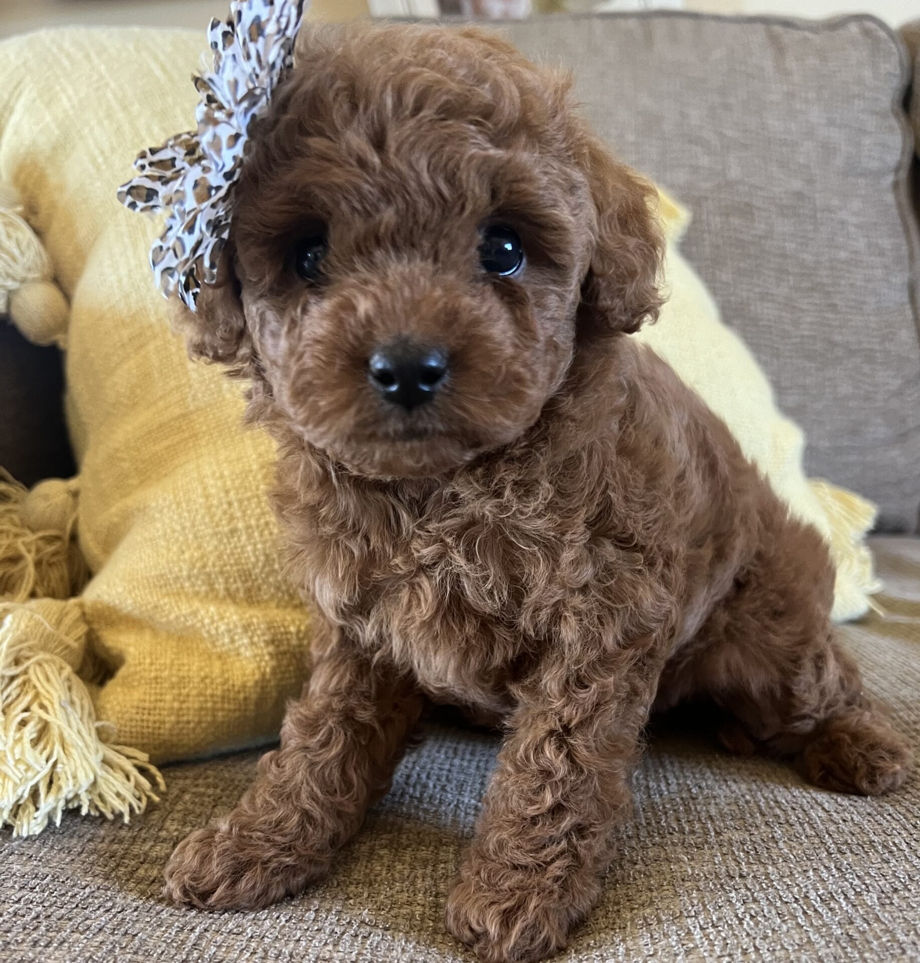 Eloise - Micro Goldendoodle Girl - Image 15