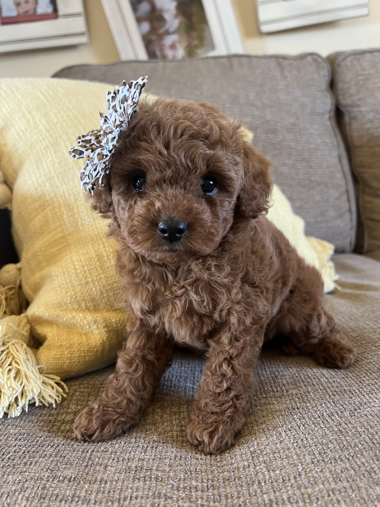 Eloise - Micro Goldendoodle Girl - Image 12