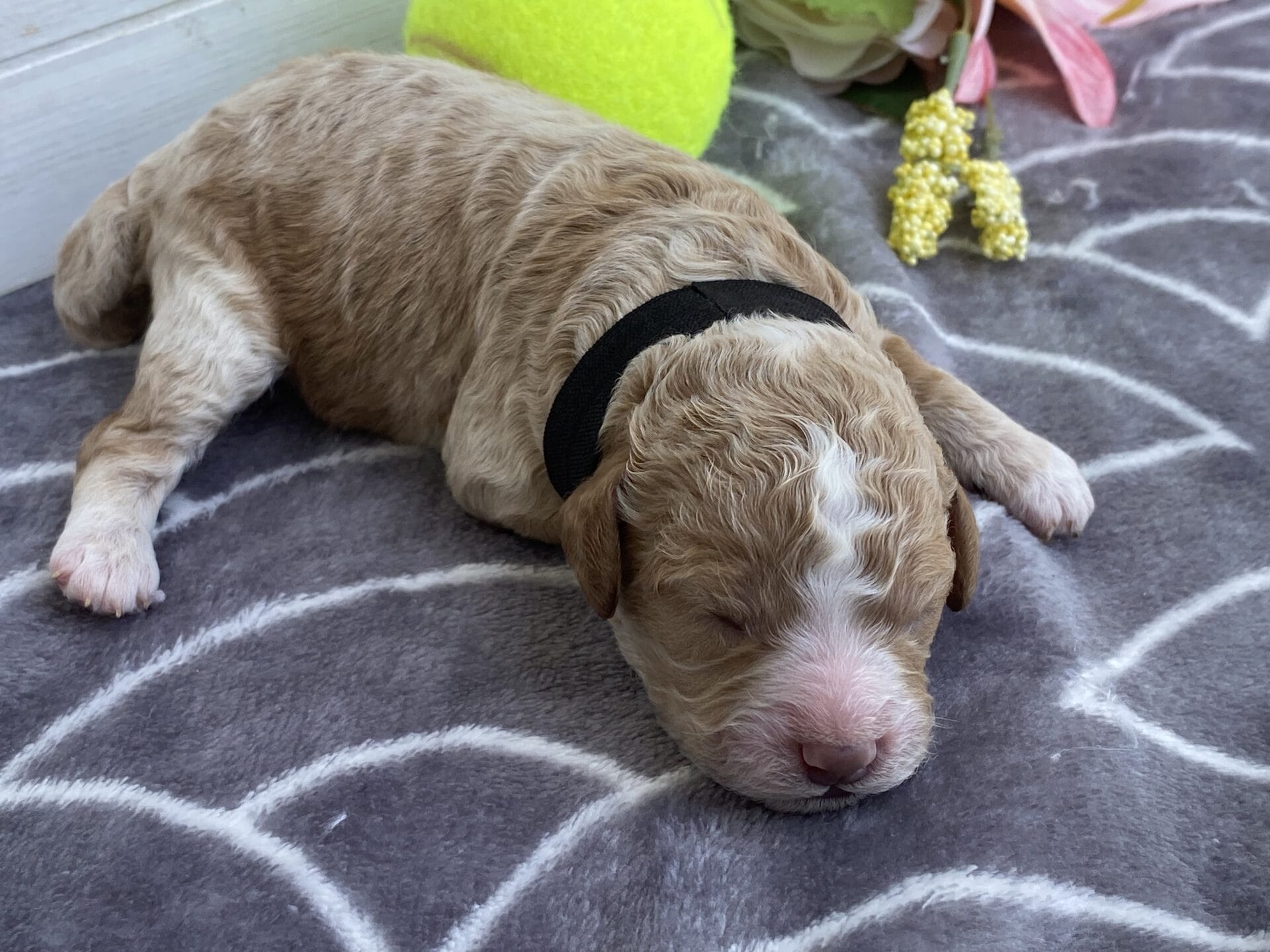 Ash - Teacup Goldendoodle Boy - Image 6