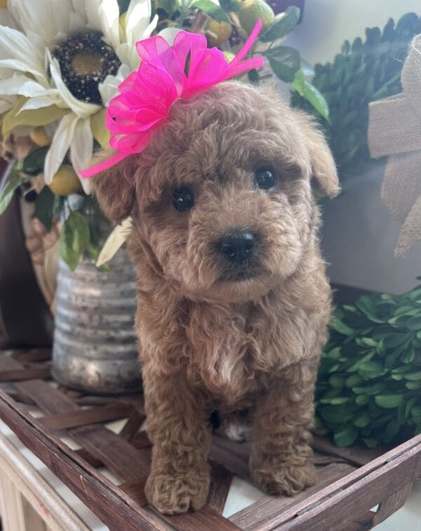 Daphne - Micro Goldendoodle Girl - Image 12