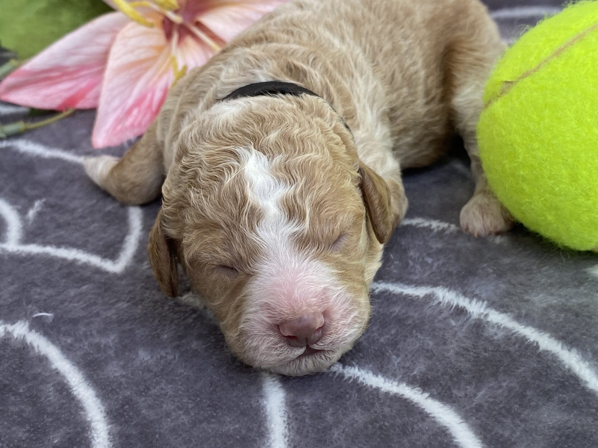 Ash - Teacup Goldendoodle Boy - Image 3