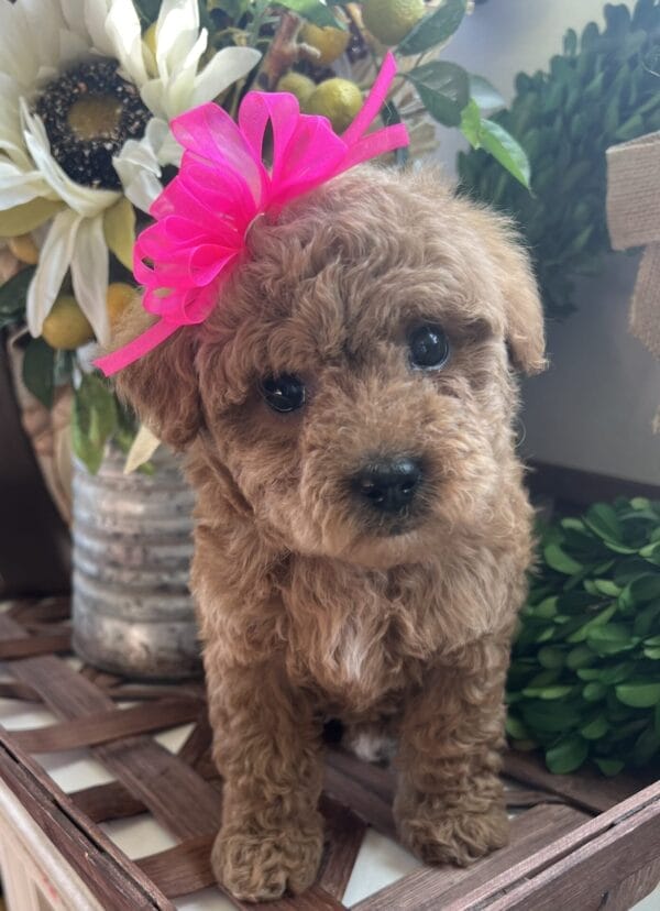 Daphne - Micro Goldendoodle Girl - Image 14