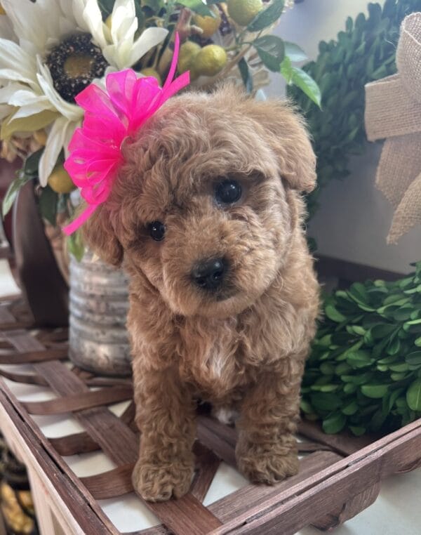 Daphne - Micro Goldendoodle Girl - Image 13