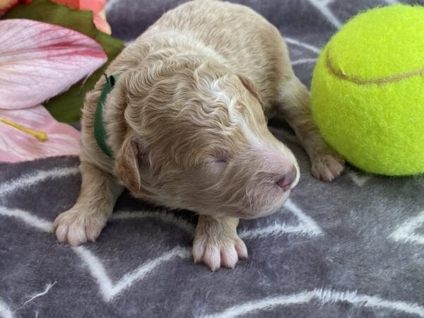 Torch - Teacup Goldendoodle Boy - Image 6