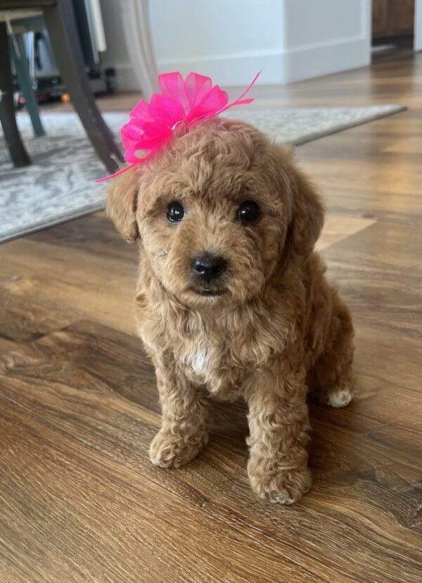 Daphne - Micro Goldendoodle Girl - Image 11